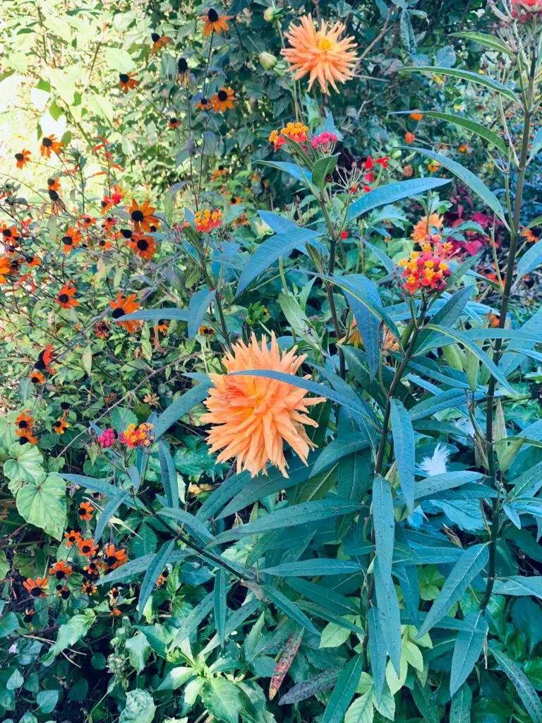Coup de cœur robe Monoprix