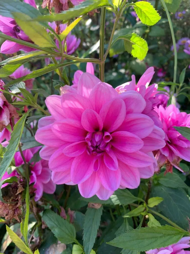 Ma tenue de la semaine