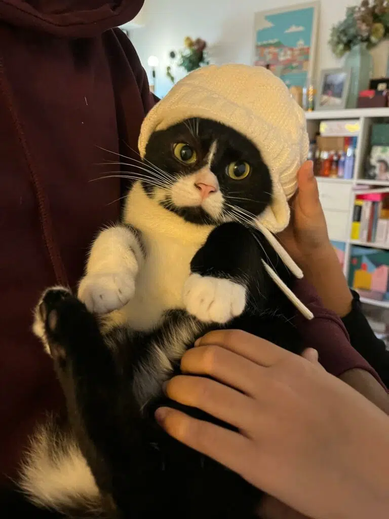 Adopter un chat quand on a peur des chats : notre histoire avec Soko