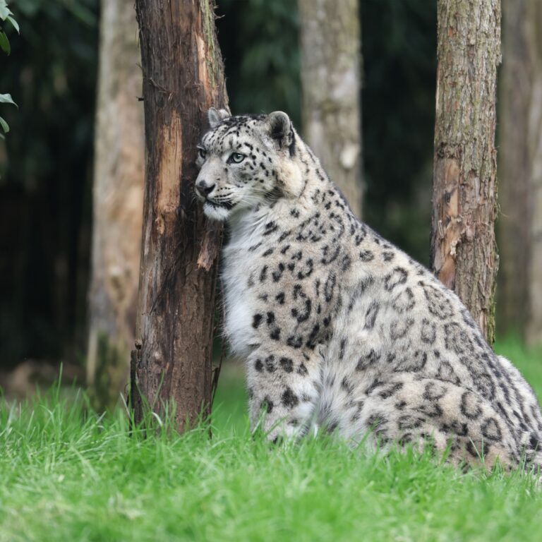 Visiter le ZooParc de Beauval : une journée inoubliable en famille