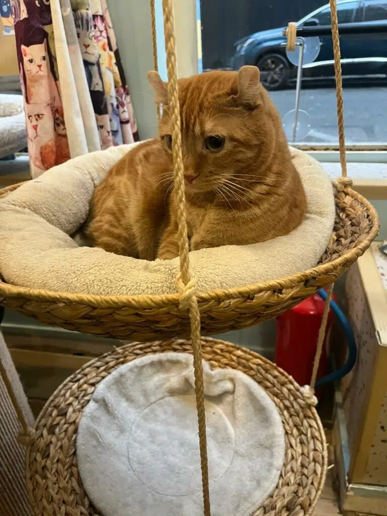 Chat Mallows Café : ralentir, observer, respirer – l’expérience d’un bar à chats à Paris